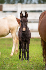 foal and mother