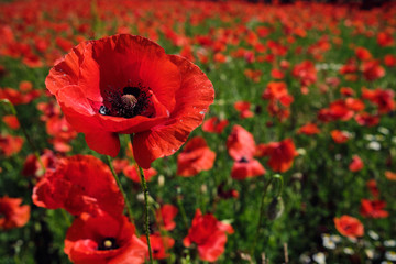 Poppies and Daisy field in Italy