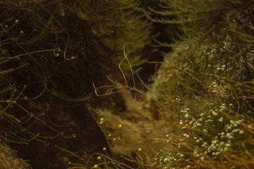 flowers and trees in a forested area