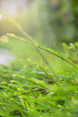 grass stalks in the evening at sunset. blurred abstract background, vertical photo