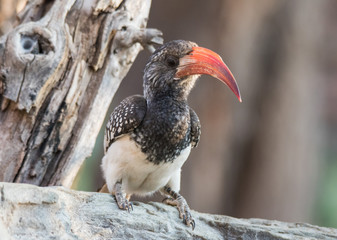 Portrait of a beautifull Northern red-billed hornbill, with huge beak sitting on the branch. Namibia. Africa
