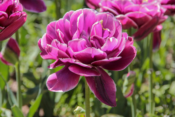 Tulip season. Bright fresh spring flowers tulips on blurred background. Beautiful purple tulip blooming in garden. Tulips on the flower bed.