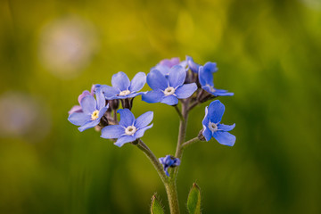 Blooming weed in the garden