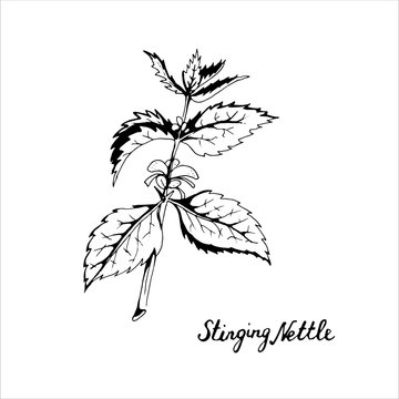 Stinging Nettle, medical herbs. Hand drawn doodle style. Single element, simple sketch. Stock vector black outline illustration, isolated on white background.