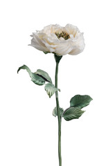 Artificial white rose on white background