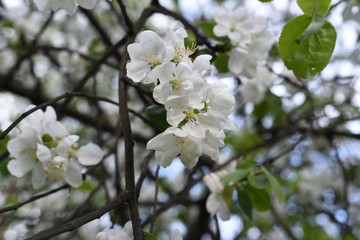 Obraz premium Stormy may bloom. Delicate white petals of Apple blossoms. Young green foliage. Bokeh background.