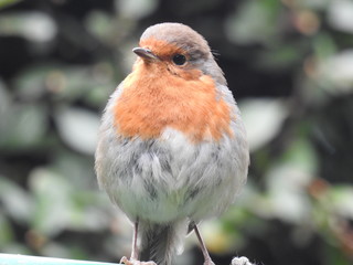 robin on washing line