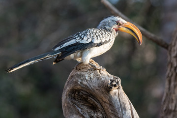 Portrait of a beautifull southern Yellow billed hornbill,Tockus leucomelas, with huge beak sitting on the branch. Namibia. Africa