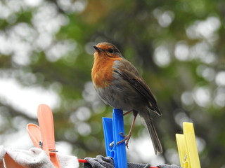 robin on washing line
