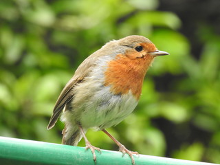 robin on washing line