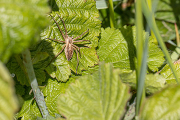brown list spider lurks on a leaf for prey