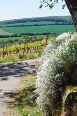 Schöne weiße Blüten und im Hintergrund eine Landschaft mit Weinstöcken, Weinreben und Feldern mit Blick auf den Rheingau von Wiesbaden aus, der Landeshauptstadt von Hessen