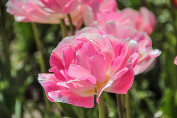 Pink tulips against green foliage. Pink tulips field. Flowers in spring blooming blossom scene. Pink hybrid tulips background. Tulip backdrop. Bicolor tulips.