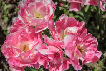 Tulip season. Bright fresh spring flowers tulips on blurred background. Beautiful pink tulip blooming in garden. Tulips on the flower bed.