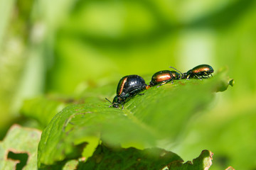 Metallic green, reddish or also bluish shining dock beetle, females at mating season with swollen, black abdomen
