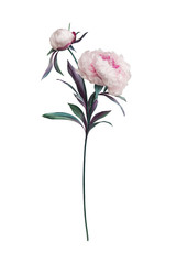 Artificial peonies on white background
