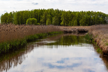 Fototapeta na wymiar Dolina Narwi. Narwiański Park Narodowy, Podlasie, Polska