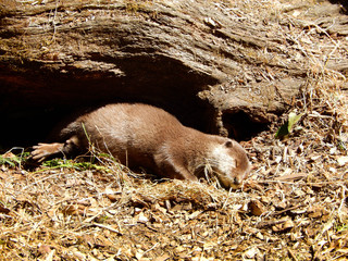 Otter sleeping on the ground next to a large fallen tree trunk