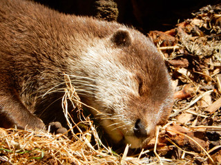 Close up view of an otter sleeping on the ground