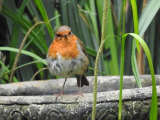 robin in the garden