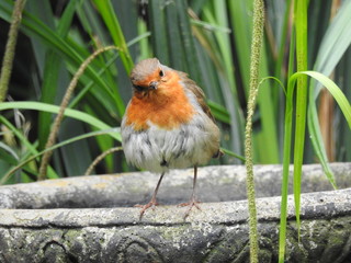 robin in the garden