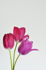 Obraz premium Dark pink and violet tulips on the white background