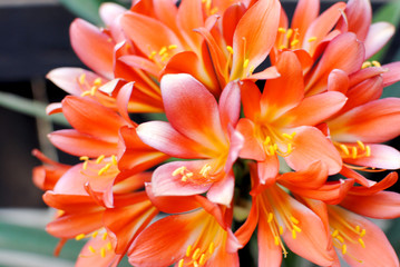 Obraz premium Sunshine Flower