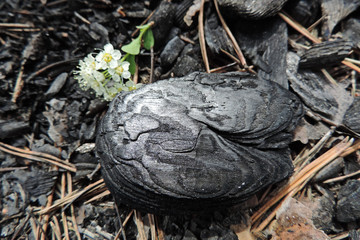  round piece of charcoal ash ash white flowers    