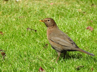 Mrs blackbird in the garden