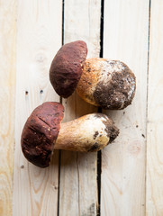 Harvested at autumn amazing edible mushrooms boletus edulis (king bolete) known as porcini mushrooms isolated on wood background. - obrazy, fototapety, plakaty