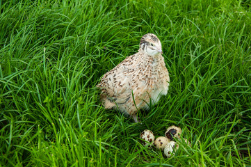 Beautiful quail bird and quail eggs on green grass