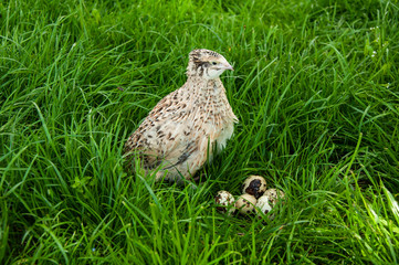 Beautiful quail bird and quail eggs on green grass