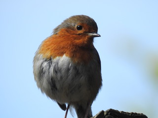 robin on washing line