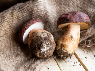 Harvested at autumn amazing edible mushrooms boletus edulis (king bolete) known as porcini mushrooms isolated on wood background.  - obrazy, fototapety, plakaty