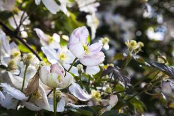 Obraz na płótnie Canvas magnolia tree blossom