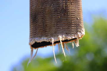 Old firehose close up, water hose, water hydrant