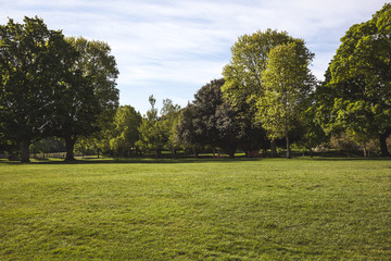 trees in the park