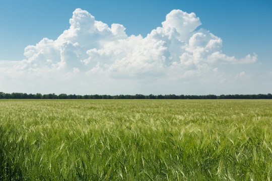 farm field with green wheat and blue sky with a big beautiful cloud, concept