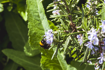 bee on a flower