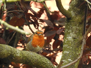 robin on a branch