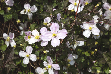 pink flowers in the garden