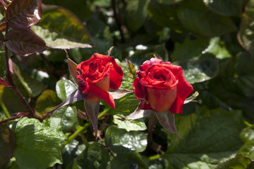 red rose in garden