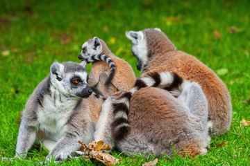 Ring Tailed Lemurs Family