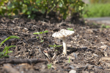 mushrooms in the grass