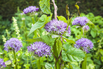 lavender flowers in the garden