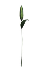 artificial bud on white background