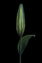 artificial bud on black background