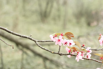 Spring pink flowers on blurred green background. Spring or summer concept. Copy space.