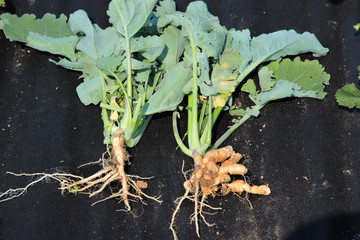 Clubroot (Plasmodiophora brassica) distorted root on a rapeseed, rape, canola plant
