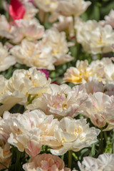 White tulips against green foliage. Pink tulips field. Flowers in spring blooming blossom scene. Pink hybrid tulips background. Tulip backdrop. Bicolor tulips.